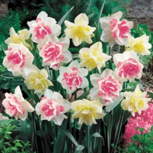 Double Daffodil Bulbs 10 Pack Multicolored Cold Hardy Fall Planting