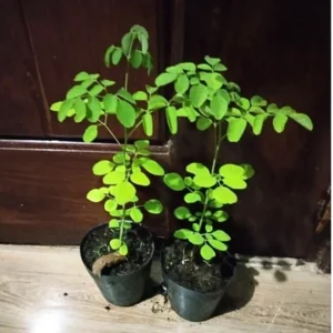 Dwarf Moringa Oleifera Live Plant - 4 Inch Pot, 6-12 Inch Tall Malunggay Tree