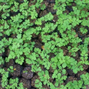 Dwarf Moringa Oleifera Live Plant - 4 Inch Pot, 6-12 Inch Tall Malunggay Tree