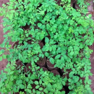 Dwarf Moringa Oleifera Live Plant - 4 Inch Pot, 6-12 Inch Tall Malunggay Tree