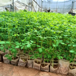 Dwarf Moringa Oleifera Live Plant - 4 Inch Pot, 6-12 Inch Tall Malunggay Tree