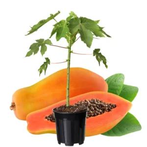 Dwarf Papaya Plant Live - 10-14" Size - Gallon Pot - Tropical Fruit Plant