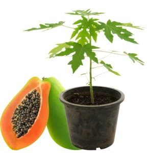 Dwarf Papaya Plant Live - 10-14" Size - Gallon Pot - Tropical Fruit Plant