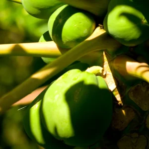 Dwarf Papaya Plant Live - 10-14