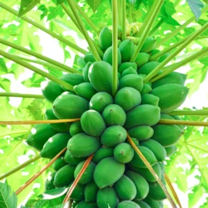 Dwarf Papaya Plant Live - Half Gallon Pot Tropical Fruit