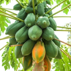 Dwarf Papaya Plant Live - Half Gallon Pot Tropical Fruit