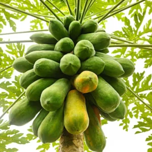 Dwarf Papaya Plant Live - Half Gallon Pot Tropical Fruit