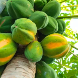 Dwarf Papaya Plant Live - Half Gallon Pot Tropical Fruit