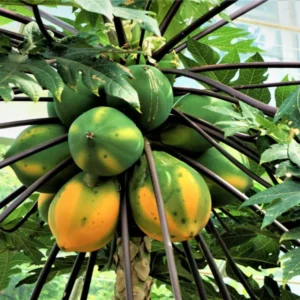 Dwarf Papaya Plant Live - Half Gallon Pot Tropical Fruit