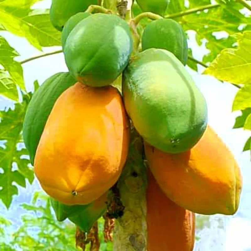 Dwarf Papaya Tree Live Plant 10-14 Inch Potted Fruit Tree