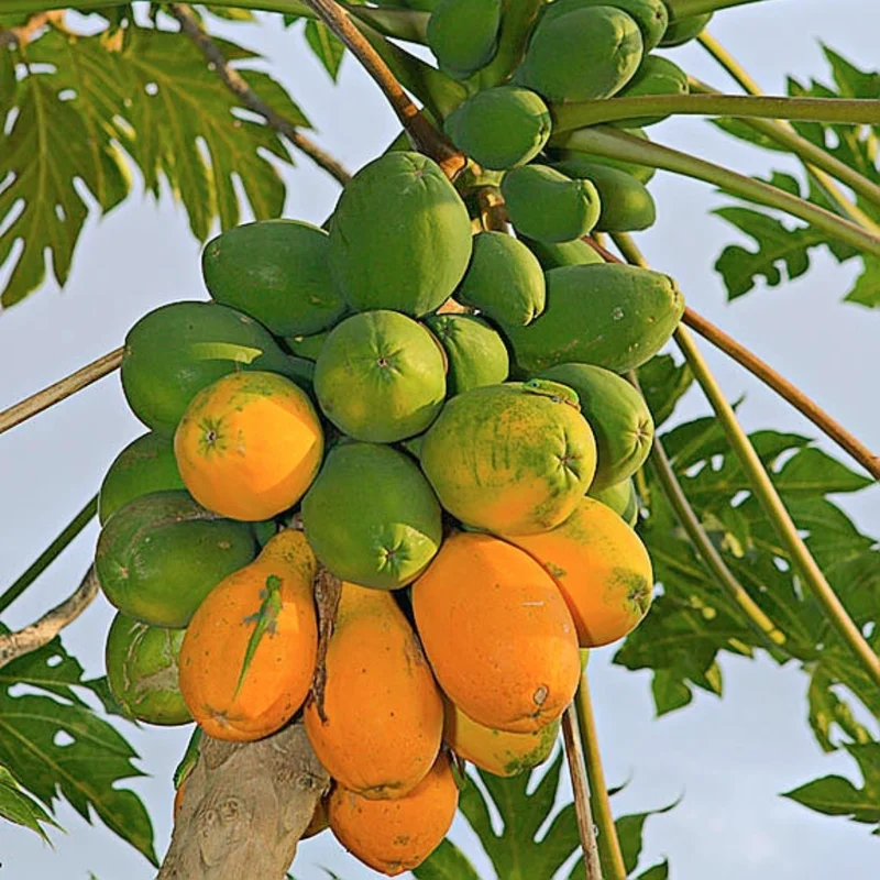 Dwarf Papaya Tree Live Plant 10-14 Inch Potted Fruit Tree