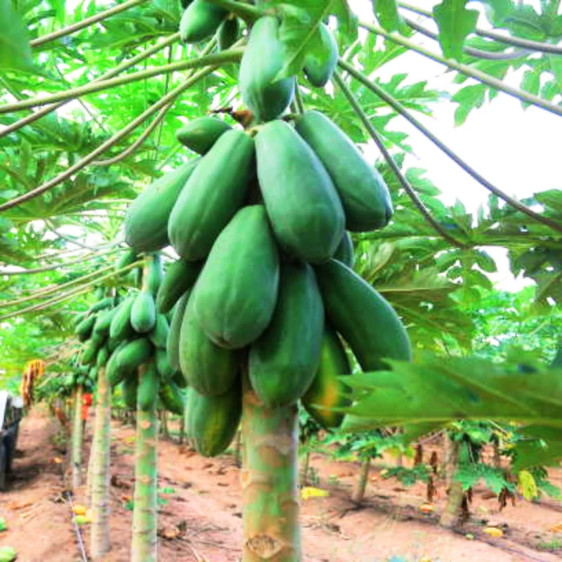 Dwarf Papaya Tree Live Plant 10-14 Inch Potted Fruit Tree