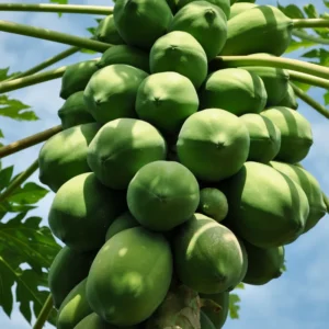 Dwarf Papaya Tree Live Plant 10-14 Inch Potted Fruit Tree
