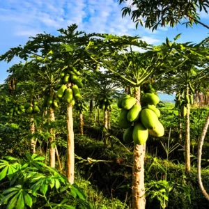 Dwarf Papaya Tree Live Plant - 8-12 Inch Starter Plant - Half Gallon Pot