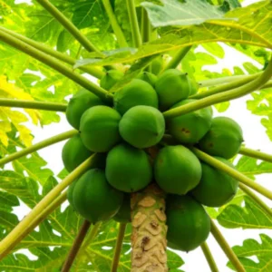 Dwarf Papaya Tree Live Plant - 8-12 Inch Starter Plant - Half Gallon Pot
