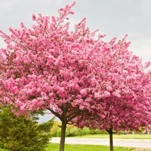 Eastern Redbud Tree Live Plant 6-10 Inches - Red Bud Seedling - Outdoor Garden Ready