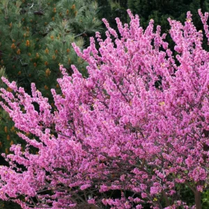 Eastern Redbud Tree Live Plant 6-10 Inches - Red Bud Seedling - Outdoor Garden Ready