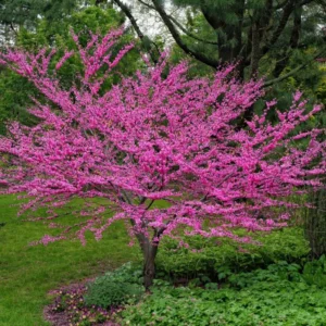 Eastern Redbud Tree Live Plant 6-10 Inches - Red Bud Seedling - Outdoor Garden Ready