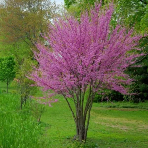 Eastern Redbud Tree Live Plant 6-10 Inches - Red Bud Seedling - Outdoor Garden Ready