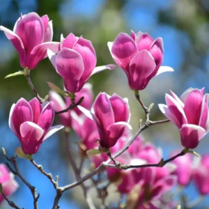 Fragrant Magnolia Tree Live Plant - Pink Blooms Bush 4-8 Inches