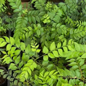 Gamthi Curry Live Plant - Ready to Grow Herb - 4-inch Pot