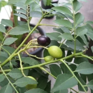 Gamthi Curry Live Plant - Ready to Grow Herb - 4-inch Pot