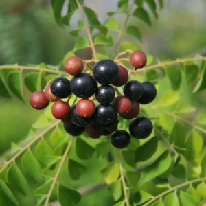 Gamthi Curry Live Plant - Ready to Grow Herb - 4-inch Pot