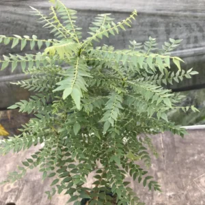 Gamthi Curry Live Plant - Ready to Grow Herb - 4-inch Pot