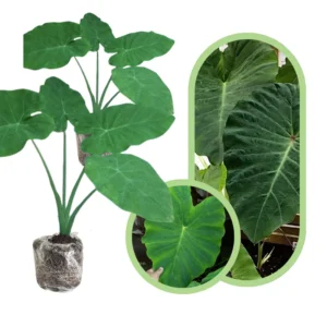 Giant Colocasia Plants