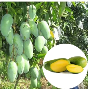 Golden Mango Tree Live Plant - Sweet Mango Tree - 10-16 Inch Half Gallon Pot