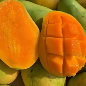 Golden Mango Tree Live Plant - Sweet Mango Tree - 10-16 Inch Half Gallon Pot