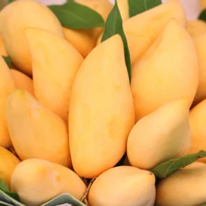 Golden Mango Tree Live Plant - Sweet Mango Tree - 10-16 Inch Half Gallon Pot