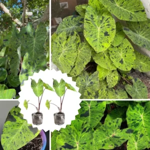 Green Black Colocasia Plants