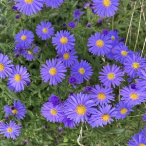 Hardy Aster Plant Starter - 4-6 Inch, Shade Garden Flower