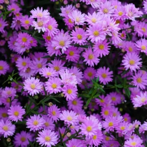Hardy Aster Plant Starter - 4-6 Inch, Shade Garden Flower