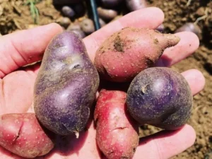 growing Heirloom Potatoes from seeds