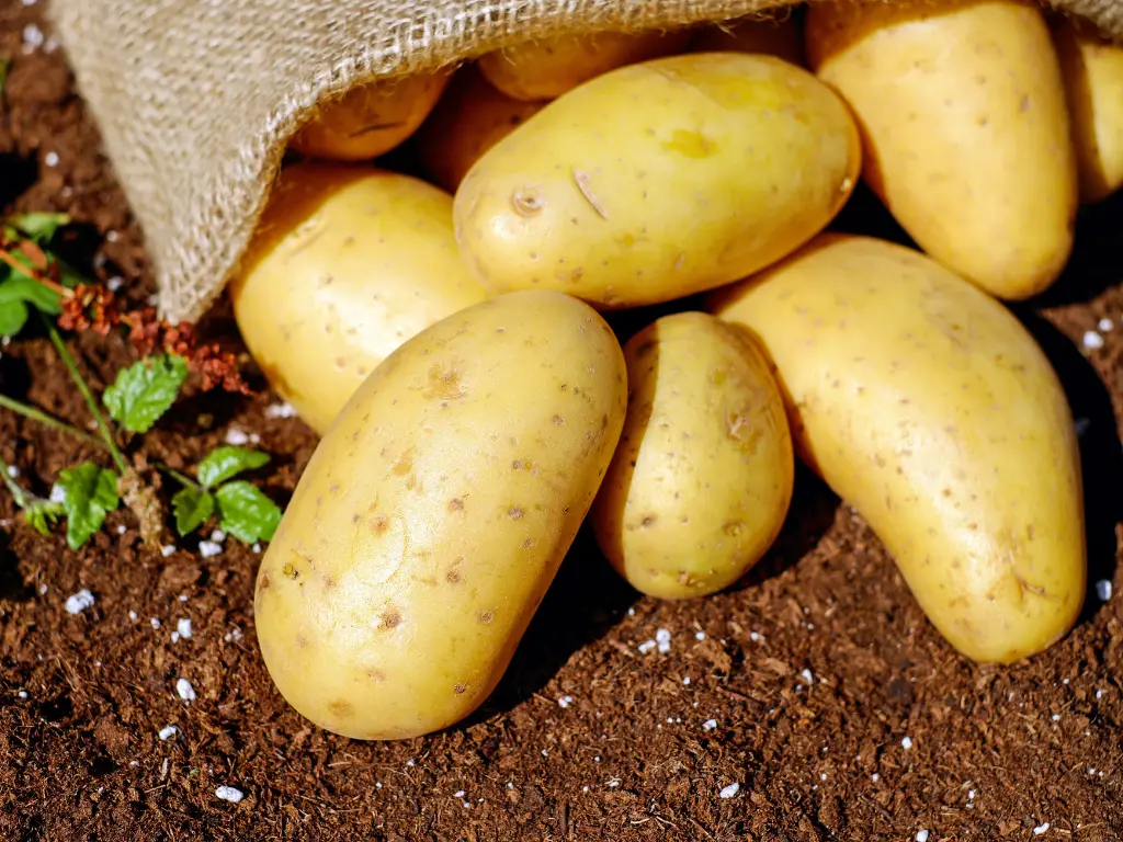 choose the right Heirloom Potatoes that you want to grow