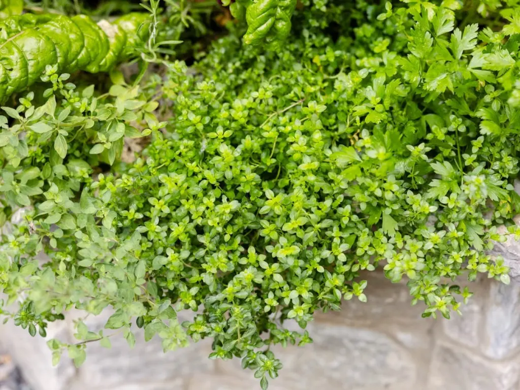 Herbs to Grow This Fall