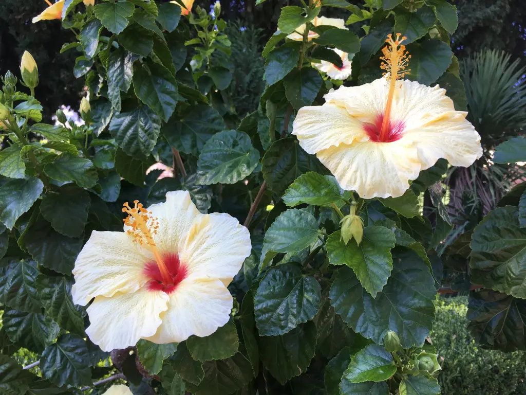 caring for hibiscus TO BLOOM