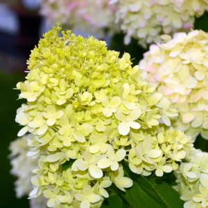 Hydrangea Bushes Live Plants - Well Rooted Hydrangea Shrub - 4-7 Inches