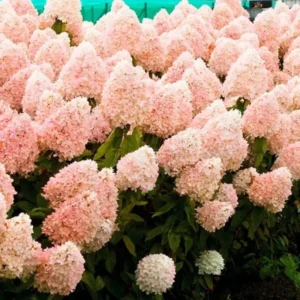 Hydrangea Bushes Live Plants - Well Rooted Hydrangea Shrub - 4-7 Inches