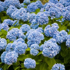 Hydrangea Bushes Live Plants - Well Rooted Hydrangea Shrub - 4-7 Inches