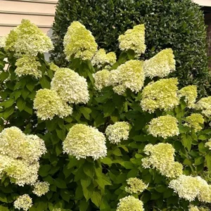 Hydrangea Live Plant 2.5'' Pot Vibrant Blooms Outdoor Garden Bush Shrub