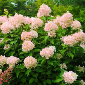 Hydrangea Live Plant 2.5'' Pot Vibrant Blooms Outdoor Garden Bush Shrub