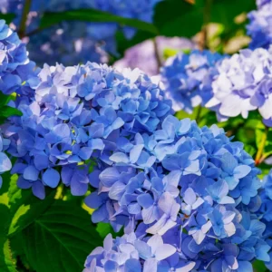 Hydrangea Live Plant 2.5'' Pot Vibrant Blooms Outdoor Garden Bush Shrub