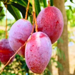 Kent Mango Tree Live Plant - Sweet Red Yellow Mango for Tropical Gardens - 10-16 Inch