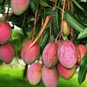 Kent Mango Tree Live Plant - Sweet Red Yellow Mango for Tropical Gardens - 10-16 Inch