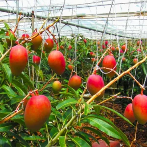 Kent Mango Tree Live Plant - Sweet Red Yellow Mango for Tropical Gardens - 10-16 Inch