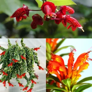 Lipstick Plant Aeschynanthus Flower Vine - Indoor/Outdoor Growing Starter Plant