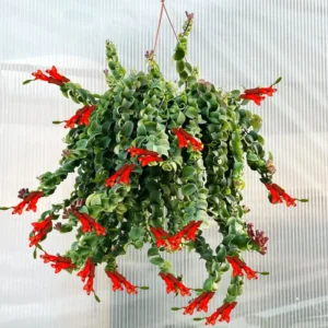Lipstick Plant Aeschynanthus Flower Vine - Indoor/Outdoor Growing Starter Plant